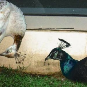 Meet your Posher, Cauleen